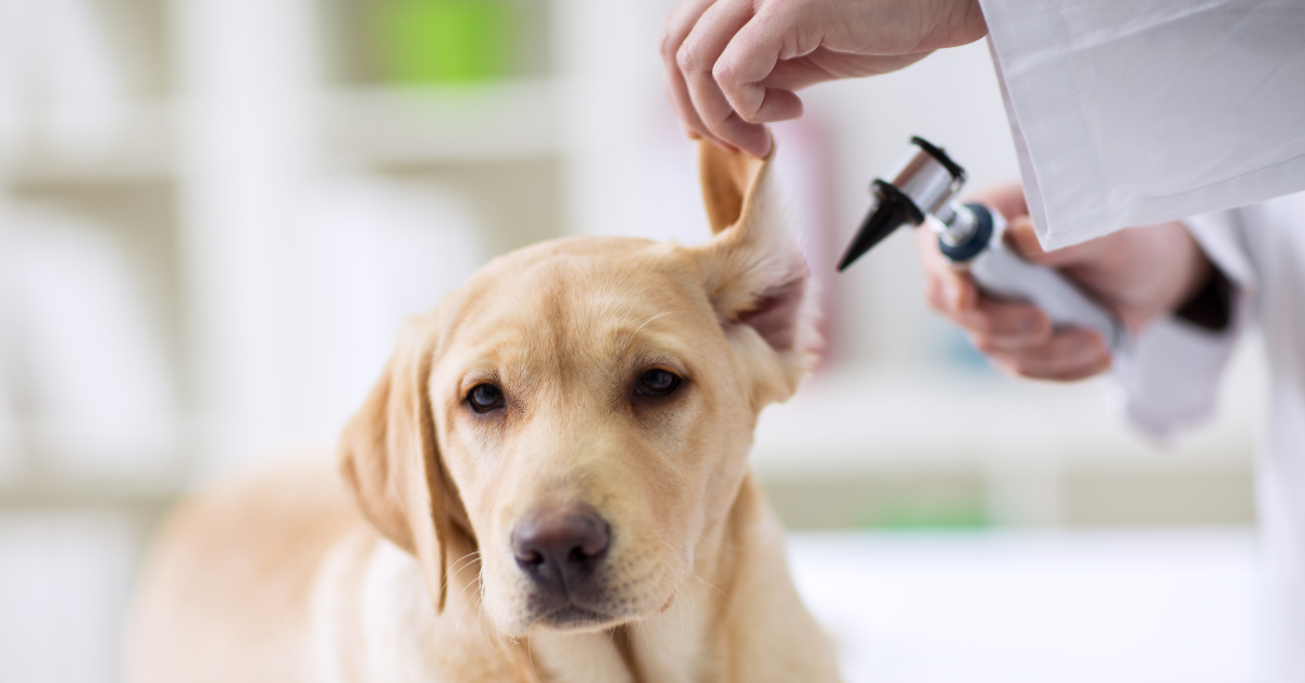 hearing-loss-in-dogs-what-does-it-look-like